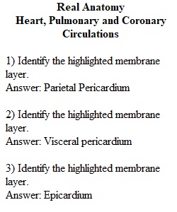 Lab Part 1 - The Heart